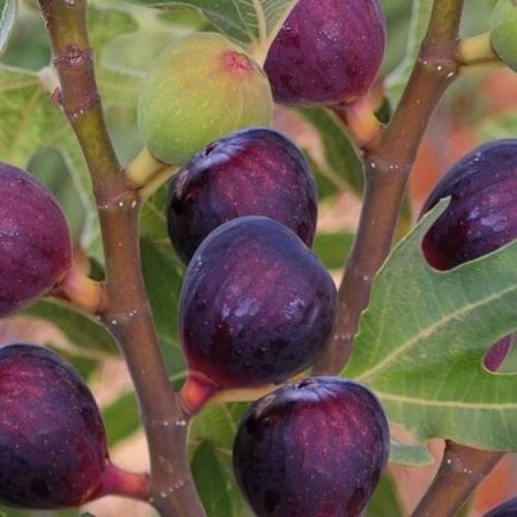 Füge (Ficus carica 'Rouge de Bordeaux')