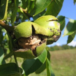 Közönséges dió (Juglans regia)