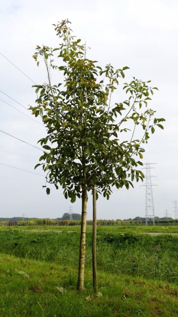 Közönséges dió (Juglans regia 'Franquette')