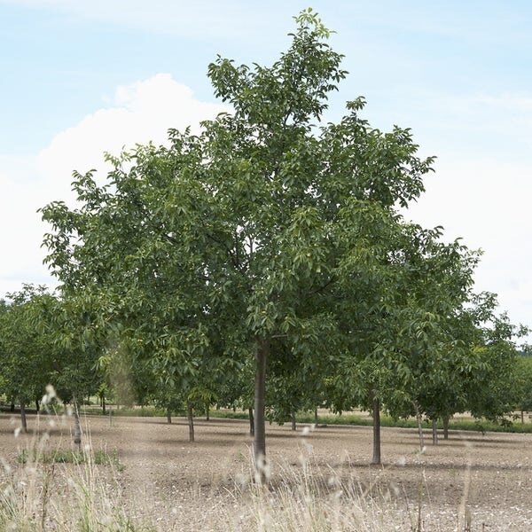 Dió (Juglans regia 'Lara')