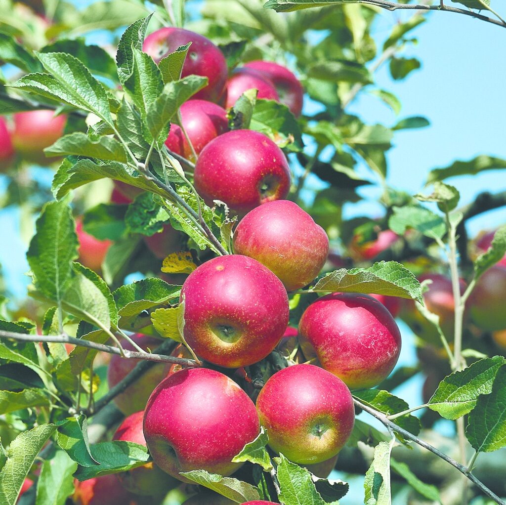 Almafa (Malus domestica)