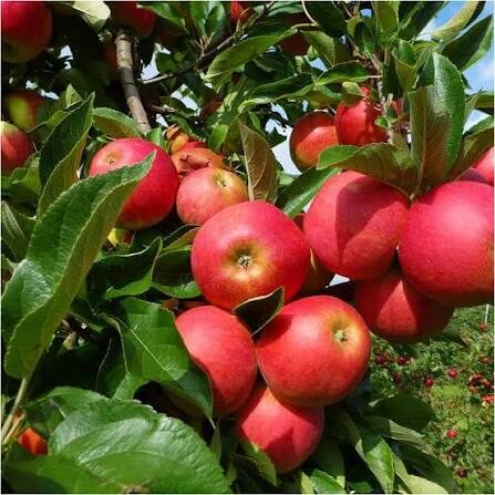 Alma (Malus domestica 'Elstar')