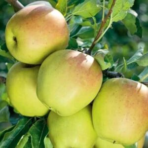 Alma (Malus domestica 'Golden Delicious')