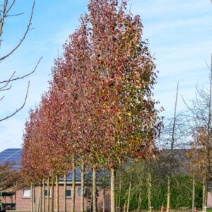 Díszkörte (Pyrus calleryana 'Chanticleer')