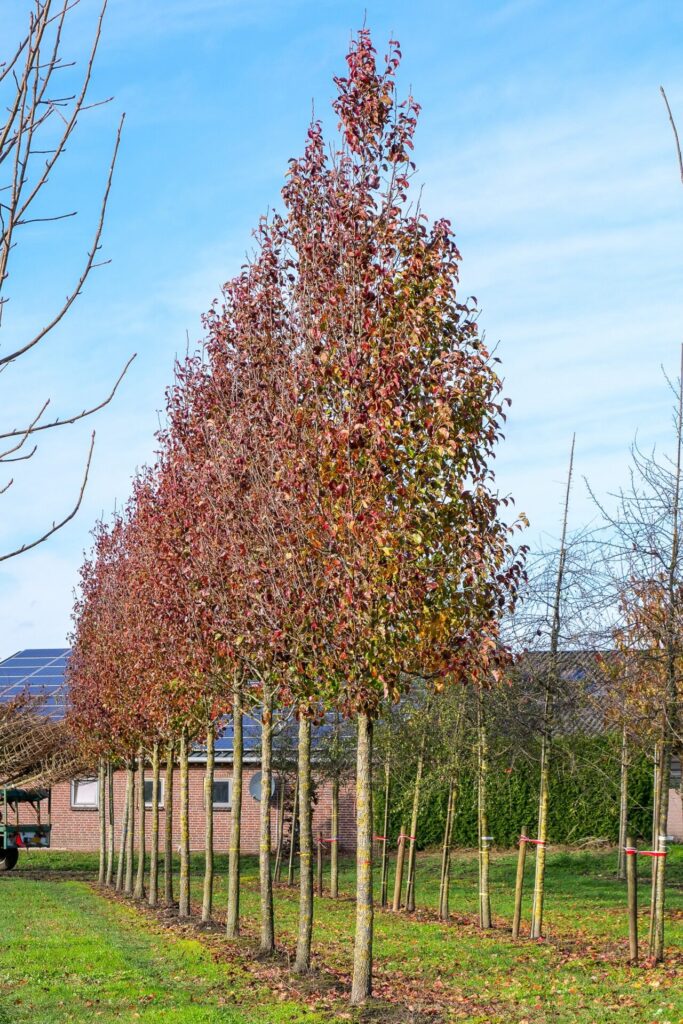 Díszkörte (Pyrus calleryana 'Chanticleer')