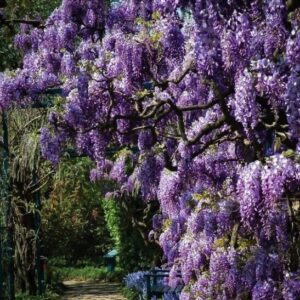 Lilaakác (Wisteria macrostachya 'Aunt Dee')