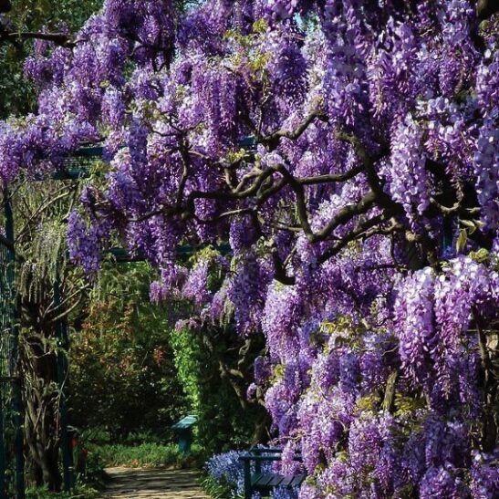 Lilaakác (Wisteria macrostachya 'Aunt Dee')