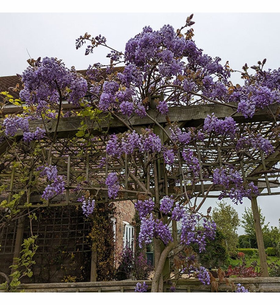 Japán lilaakác (Wisteria brachybotrys 'Okayama')