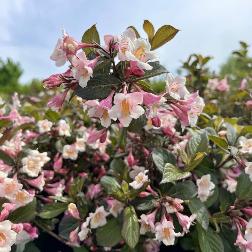 Rózsalonc (Weigela florida 'Vintage Love')
