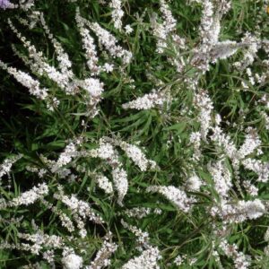 Barátcserje (Vitex agnus-castus 'Silver Spire')