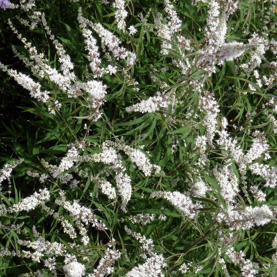 Barátcserje (Vitex agnus-castus 'Silver Spire')