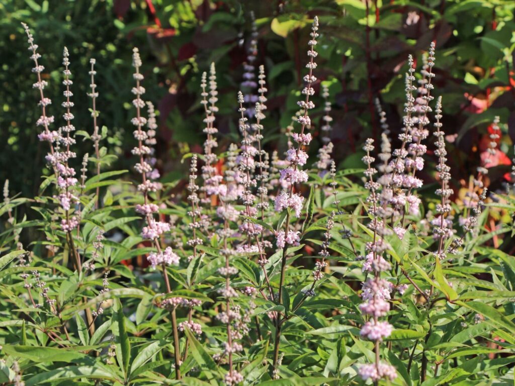 Barátcserje (Vitex agnus-castus 'Santamaria')
