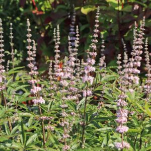 Barátcserje (Vitex agnus-castus 'Santamaria')