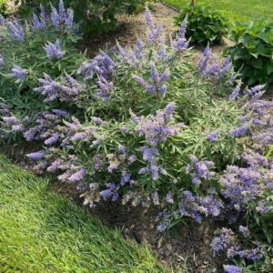 Barátcserje (Vitex agnus castus 'Flip Side')
