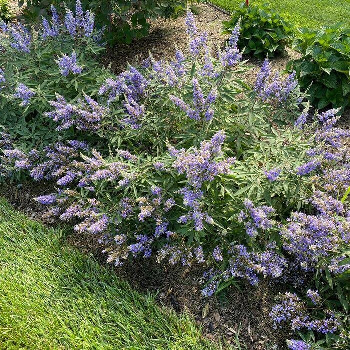 Barátcserje (Vitex agnus castus 'Flip Side')