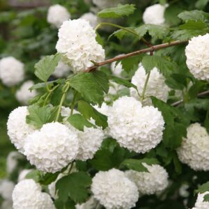 Babérbangita (Viburnum tinus 'Snowball')
