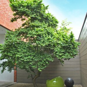 Mezei szil (Ulmus minor 'Jacqueline Hiller')