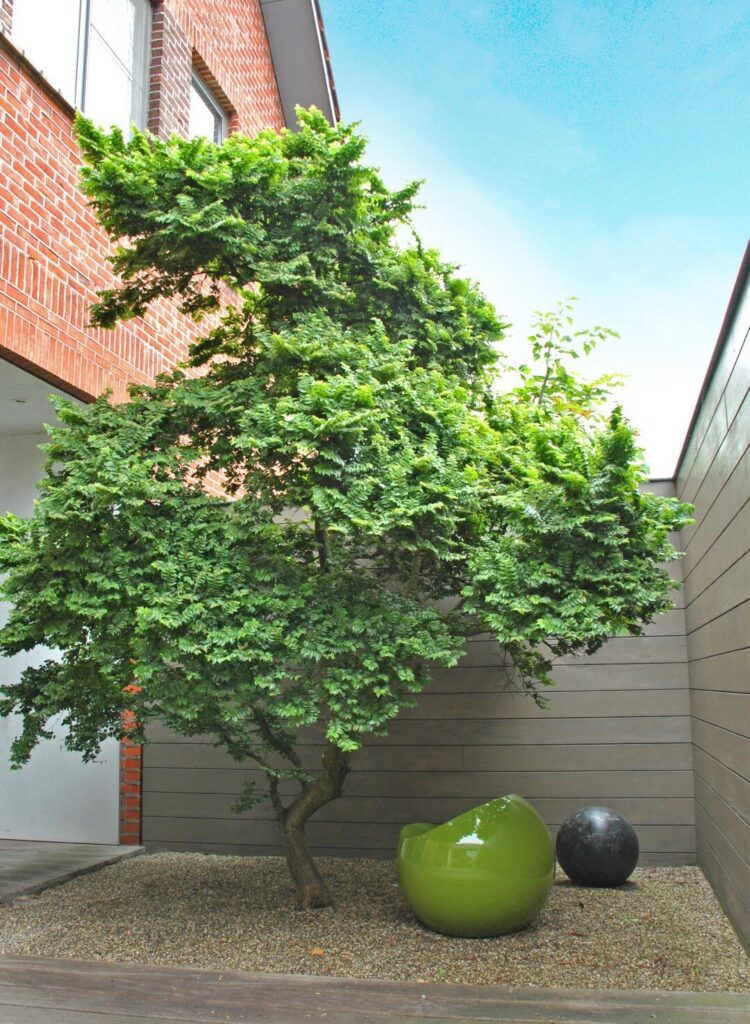 Mezei szil (Ulmus minor 'Jacqueline Hiller')