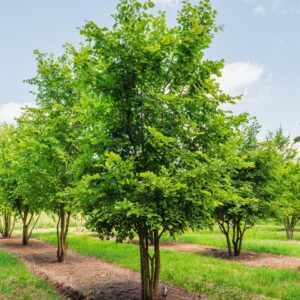 Vénic szil (Ulmus laevis)