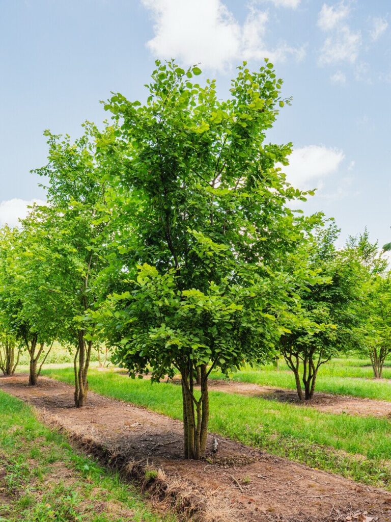 Vénic szil (Ulmus laevis)