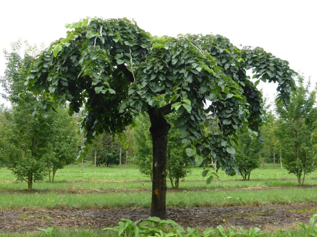 Szomorú szil (Ulmus glabra 'Camperdownii')