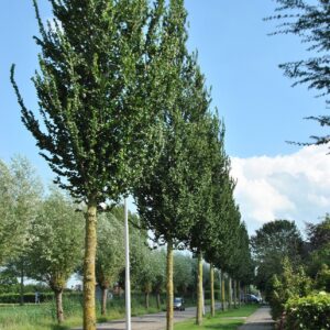 Szil (Ulmus 'Columella')