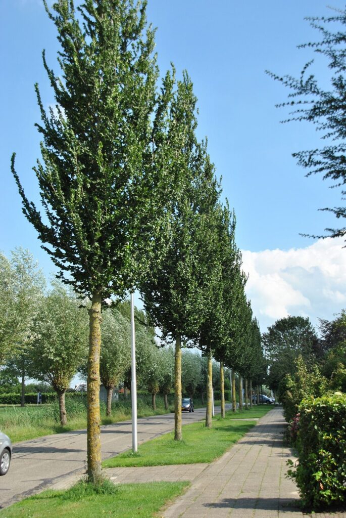 Szil (Ulmus 'Columella')