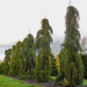 Kanadai jegenyefenyő (Tsuga canadensis 'Pendula')