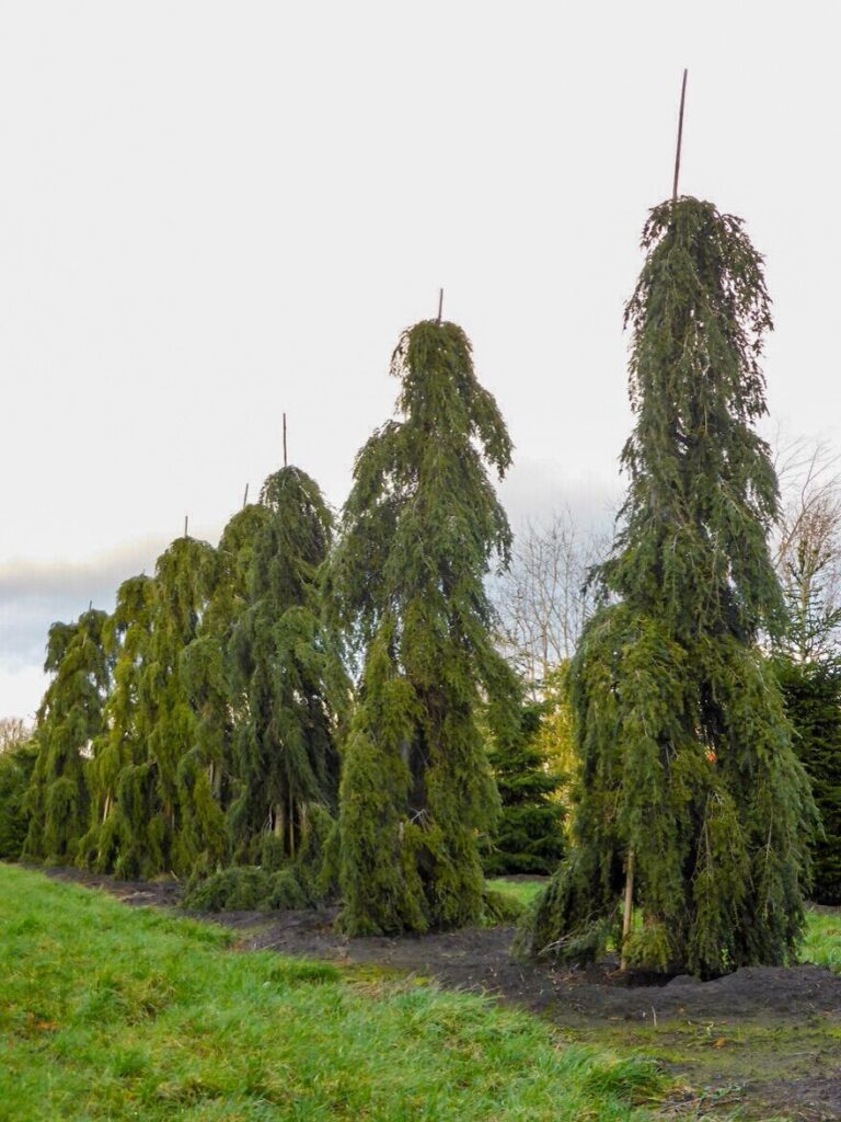 Kanadai jegenyefenyő (Tsuga canadensis 'Pendula')