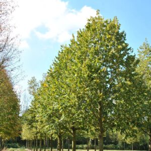 Ezüsthárs (Tilia tomentosa 'Szeleste')