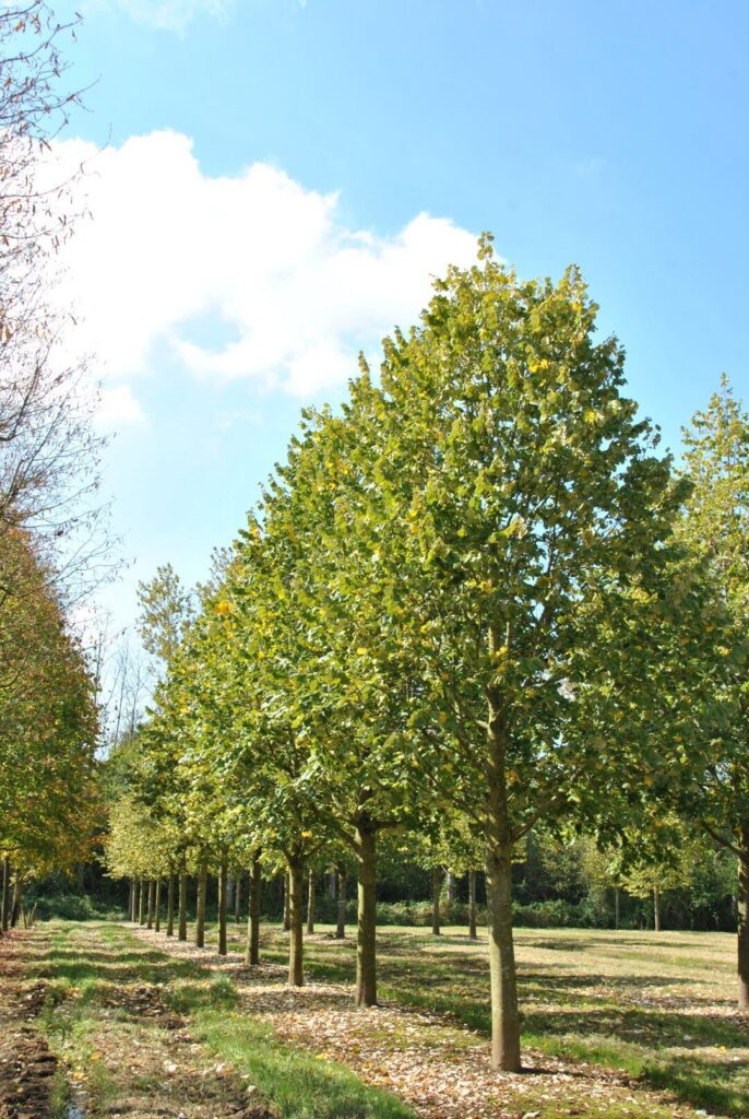 Ezüsthárs (Tilia tomentosa 'Szeleste')