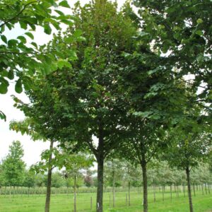 Nagy levelű hárs (Tilia platyphyllos 'Fastigiata')