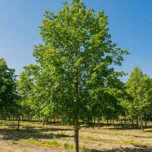 Nagylevelű hárs (Tilia platyphyllos)