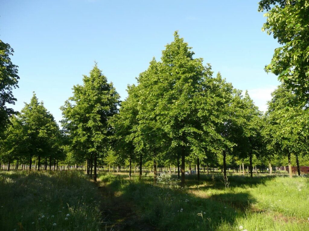 Ezüsthárs (Tilia euchlora 'Pallida')