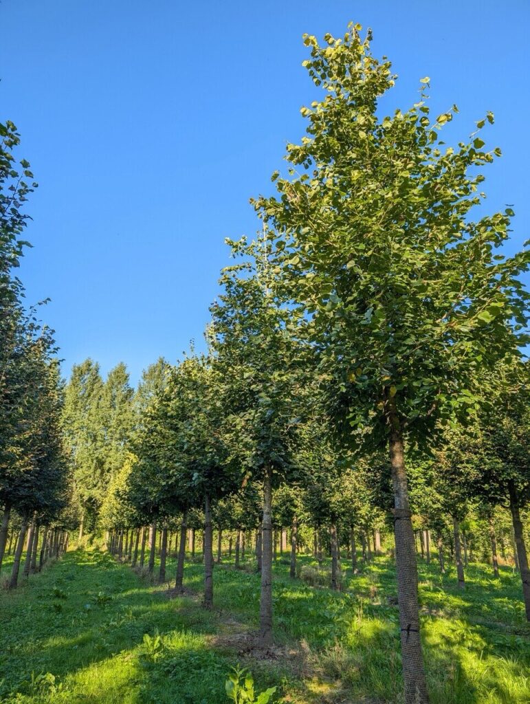 Kínai hárs (Tilia euchlora)