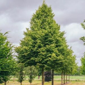 Kislevelű hárs (Tilia cordata 'Rancho')