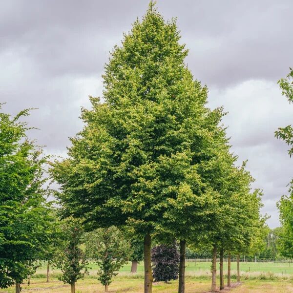 Kislevelű hárs (Tilia cordata 'Rancho')