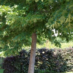 Amerikai hárs (Tilia americana 'Nova')