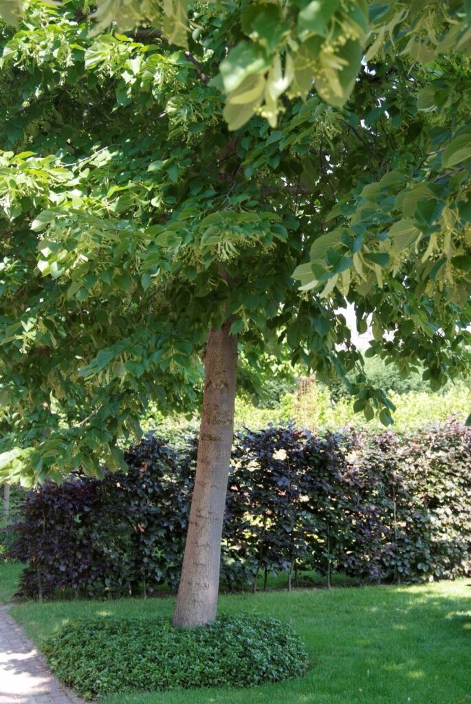Amerikai hárs (Tilia americana 'Nova')