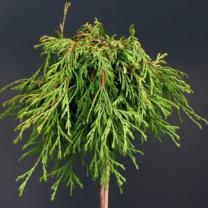 Nyugati tuja (Thuja plicata 'Kagers Beauty')