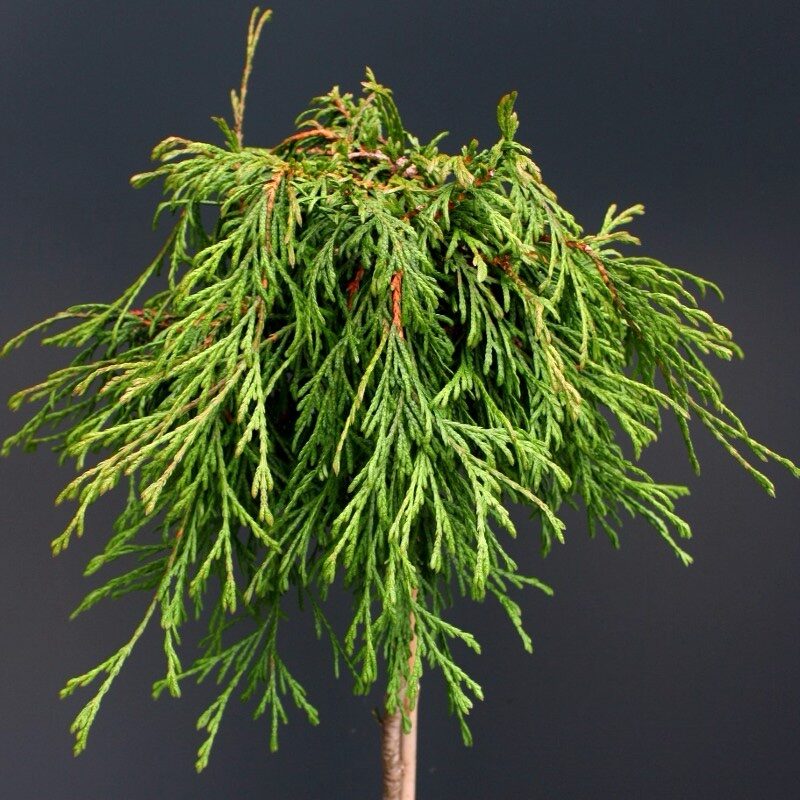 Nyugati tuja (Thuja plicata 'Kagers Beauty')