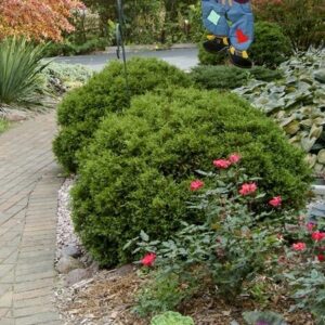 Nyugati tuja (Thuja occidentalis 'Little Giant')