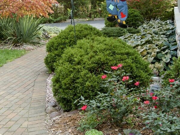 Nyugati tuja (Thuja occidentalis 'Little Giant')