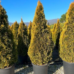 Nyugati tuja (Thuja occidentalis 'Golden Smaragd')