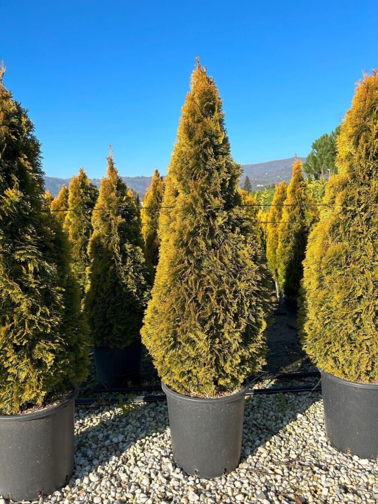 Nyugati tuja (Thuja occidentalis 'Golden Smaragd')