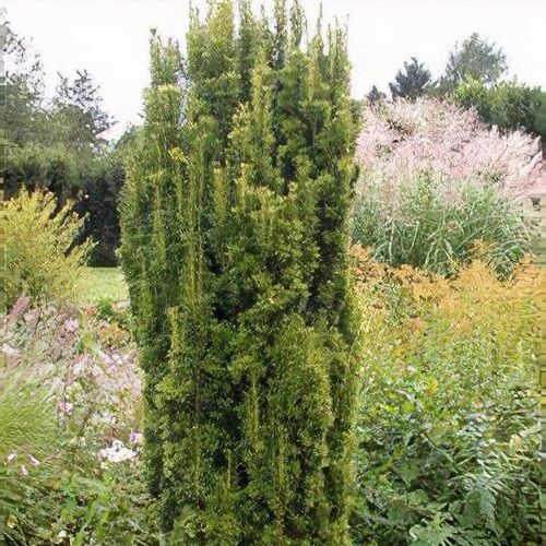 Oszlopos tiszafa (Taxus media 'Stricta Viridis')