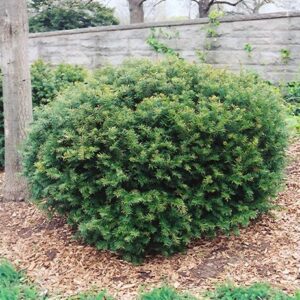 Tiszafa (Taxus media 'Brownii')