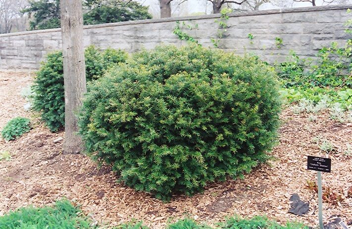 Tiszafa (Taxus media 'Brownii')