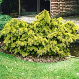Közönséges tiszafa (Taxus baccata 'Semperaurea')