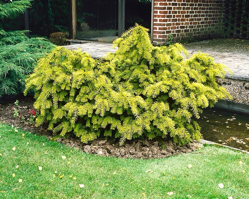Közönséges tiszafa (Taxus baccata 'Semperaurea')